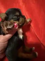 Tucker, a male Yorkshire Terrier for sale in Weaubleau, MO – Photo 1 of 9