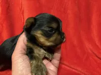 Tucker, a male Yorkshire Terrier for sale in Weaubleau, MO – Photo 5 of 9