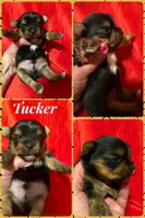 Tucker, a male Yorkshire Terrier for sale in Weaubleau, MO – Photo 8 of 9