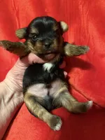 Tucker, a male Yorkshire Terrier for sale in Weaubleau, MO – Photo 7 of 9