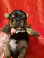 Tucker, a male Yorkshire Terrier for sale in Weaubleau, MO – Photo 4 of 9