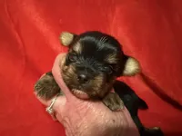 Tucker, a male Yorkshire Terrier for sale in Weaubleau, MO – Photo 2 of 9