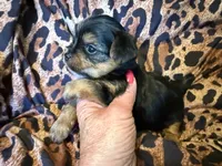 Theo, a male Yorkshire Terrier for sale in Weaubleau, MO – 4 of 4