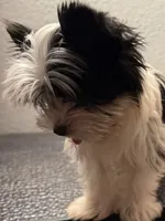 Rocky, a male Yorkshire Terrier for sale in Weaubleau, MO – 2 of 7