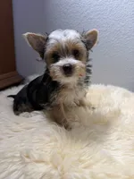 Chip, a male Yorkshire Terrier for sale in Weaubleau, MO – 2 of 8