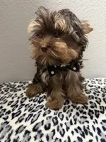 Hershey, a male Yorkshire Terrier for sale in Weaubleau, MO – 6 of 8