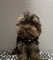 Hershey, a male Yorkshire Terrier for sale in Weaubleau, MO – 2 of 8