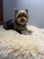 Gibson, a male Yorkshire Terrier for sale in Weaubleau, MO – 6 of 9