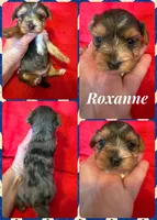 Roxanne, a female Yorkshire Terrier for sale in Weaubleau, MO – 5 of 5