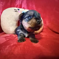 Benjamin , a male Yorkshire Terrier for sale in Weaubleau, MO – Photo 4 of 10