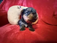 Benjamin , a male Yorkshire Terrier for sale in Weaubleau, MO – Photo 4 of 10