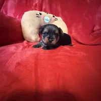 Benjamin , a male Yorkshire Terrier for sale in Weaubleau, MO – Photo 2 of 10