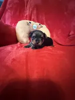 Benjamin , a male Yorkshire Terrier for sale in Weaubleau, MO – Photo 2 of 10