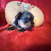 Benjamin , a male Yorkshire Terrier for sale in Weaubleau, MO – Photo 5 of 10