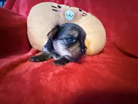 Benjamin , a male Yorkshire Terrier for sale in Weaubleau, MO – Photo 5 of 10