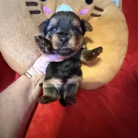 Benjamin , a male Yorkshire Terrier for sale in Weaubleau, MO – Photo 3 of 10