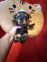 Benjamin , a male Yorkshire Terrier for sale in Weaubleau, MO – Photo 3 of 10