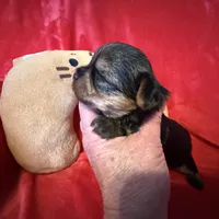 Benjamin , a male Yorkshire Terrier for sale in Weaubleau, MO – Photo 6 of 10