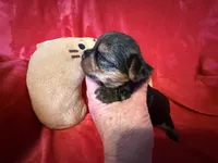 Benjamin , a male Yorkshire Terrier for sale in Weaubleau, MO – Photo 6 of 10