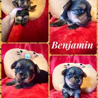 Benjamin , a male Yorkshire Terrier for sale in Weaubleau, MO – Photo 10 of 10