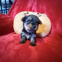 Benjamin , a male Yorkshire Terrier for sale in Weaubleau, MO – Photo 9 of 10