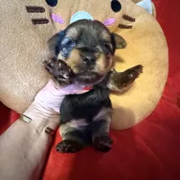 Benjamin , a male Yorkshire Terrier for sale in Weaubleau, MO – Photo 8 of 10