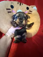 Benjamin , a male Yorkshire Terrier for sale in Weaubleau, MO – Photo 8 of 10