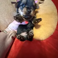 Benjamin , a male Yorkshire Terrier for sale in Weaubleau, MO – Photo 7 of 10