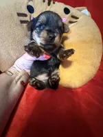 Benjamin , a male Yorkshire Terrier for sale in Weaubleau, MO – Photo 7 of 10