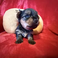 Benjamin , a male Yorkshire Terrier for sale in Weaubleau, MO – Photo 1 of 10