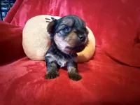 Benjamin , a male Yorkshire Terrier for sale in Weaubleau, MO – Photo 1 of 10