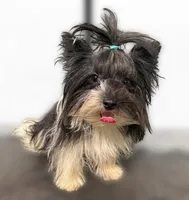 Rocky, a male Yorkshire Terrier for sale in Weaubleau, MO – 7 of 7