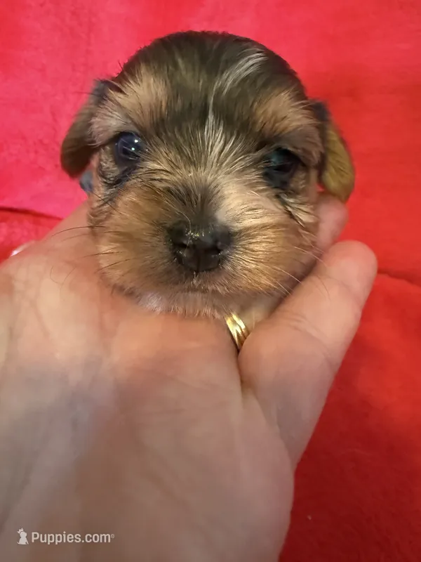 Roxanne, a female Yorkshire Terrier for sale in Weaubleau, MO – 1 of 5