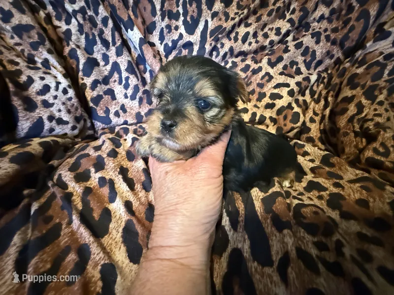 Marley – Yorkshire Terrier puppy for sale in Weaubleau, MO