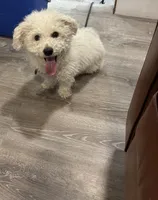 Fufu, a male Bichon Frise for sale in Rochester, NH – Photo 2 of 2