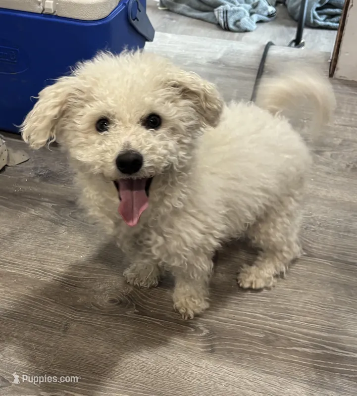 Fufu – Bichon Frise puppy for sale in Rochester, NH