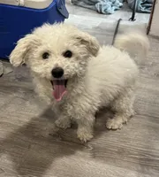 Fufu, a male Bichon Frise for sale in Rochester, NH – Photo 1 of 2