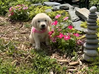 English baby, a female English Cream Golden Retriever for sale in Easton, IL – Photo 2 of 5