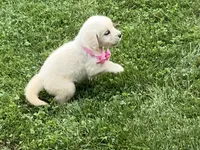 English baby, a female English Cream Golden Retriever for sale in Easton, IL – Photo 5 of 5