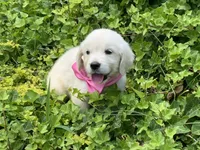 English baby, a female English Cream Golden Retriever for sale in Easton, IL – Photo 4 of 5