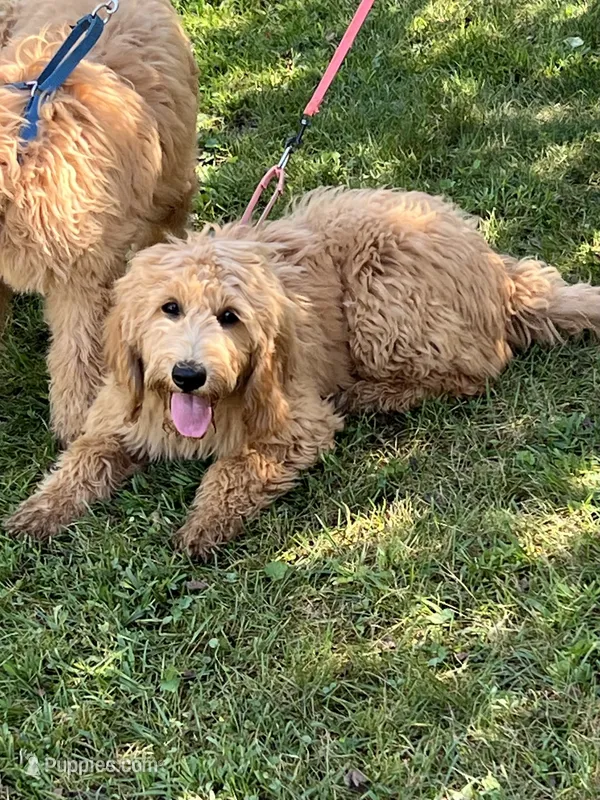 English Goldendoodle F1 – English Goldendoodle puppy for sale in Easton, IL