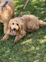 English Goldendoodle F1, a female English Goldendoodle for sale in Easton, IL – 1 of 6