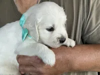 Little English, a male English Cream Golden Retriever for sale in Easton, IL – 1 of 4