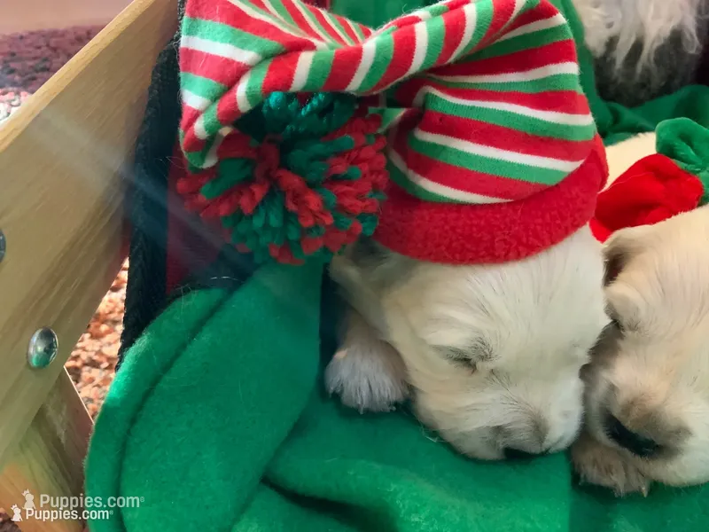 English creams – English Cream Golden Retriever puppy for sale in Easton, IL