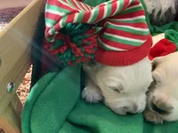 English creams, a  English Cream Golden Retriever for sale in Easton, IL – 2 of 6