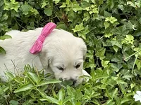 Little English Miss, a female English Cream Golden Retriever for sale in Easton, IL – 5 of 7