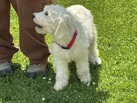 English Cream baby, a female English Goldendoodle for sale in Easton, IL – 7 of 8