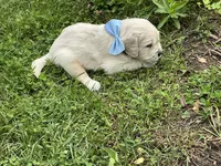 English creams, a male English Cream Golden Retriever for sale in Easton, IL – 3 of 5