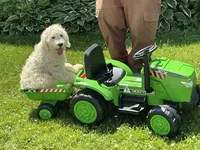 Baby Girl Doodle, a female English Goldendoodle for sale in Easton, IL – 7 of 8