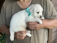 Little English, a male English Cream Golden Retriever for sale in Easton, IL – 4 of 4